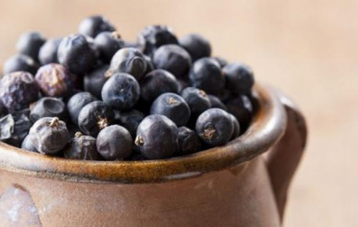 Brinove jagode (Juniperus communis) Brinove jagode (Juniperus communis)